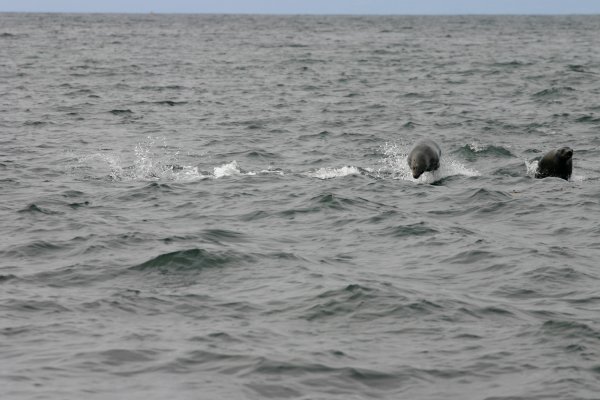 Wish I could swim that well